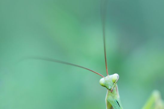  Insekt des Jahres 2017        Gemeine Gottesanbeterin     Mantis religiosa         ( Sachsen - Anhalt  September 2023 ) 