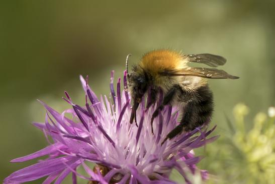 Ackerhummel       Bombus pascuorum       männlich       ( Wernigerode   Harz   August 2020 )