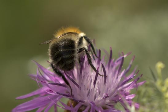 Ackerhummel       Bombus pascuorum       männlich       ( Wernigerode   Harz   August 2020 )