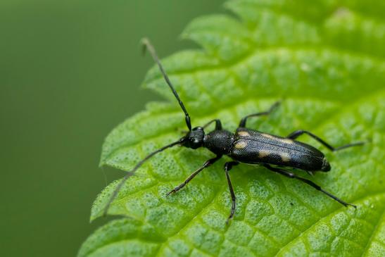 Gefleckter Halsbock      Anoplodera sexguttata      ( Baden - Württemberg Mai 2022 )