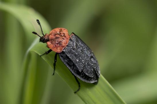 Rothalsige Silphe       Oiceoptoma thoracica       ( Wernigerode   Harz   August 2020 )