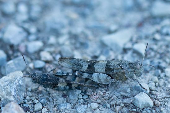 Blauflügelige Ödlandschrecke        Oedipoda caerulescens                  ( Sachsen-Anhalt September 2023 )