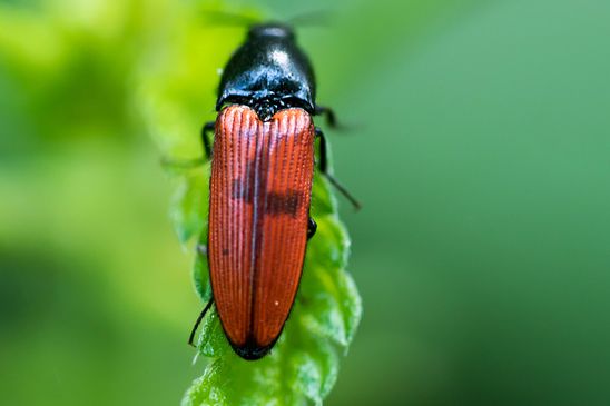 Schnellkäfer, noch unbestimmt          ( Baden - Württemberg  Mai 2022 )