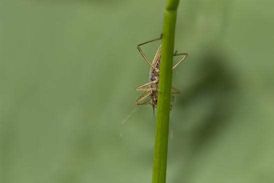 Larve einer Sichelwanze  mit Beute      ev. Gelbrand -  Sichelwanze       Nabis flavomarginatus        ( Wernigerode   Harz   August 2020 )