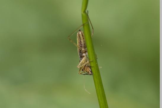 Larve einer Sichelwanze  mit Beute      ev. Gelbrand -  Sichelwanze       Nabis flavomarginatus        ( Wernigerode   Harz   August 2020 )