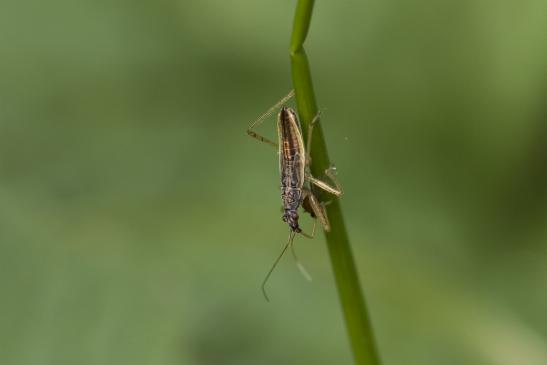 Larve einer Sichelwanze  mit Beute      ev. Gelbrand -  Sichelwanze       Nabis flavomarginatus        ( Wernigerode   Harz   August 2020 )