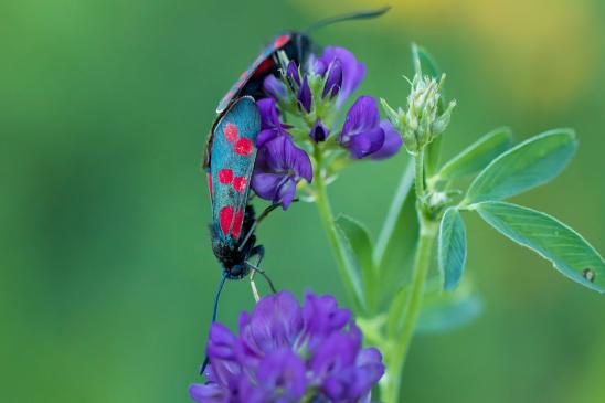 Sechsfleck - Widderchen       Zygaena filipendulae       ( Sachsen - Anhalt September 2023 )      