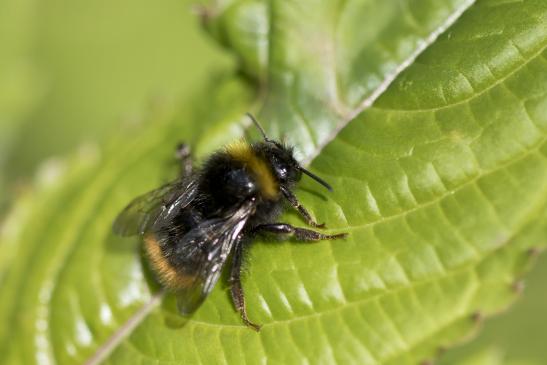 Vermutlich Bergwaldhummel      Bombus wurflenii      ( Baden - Württemberg, Mai 2022 )