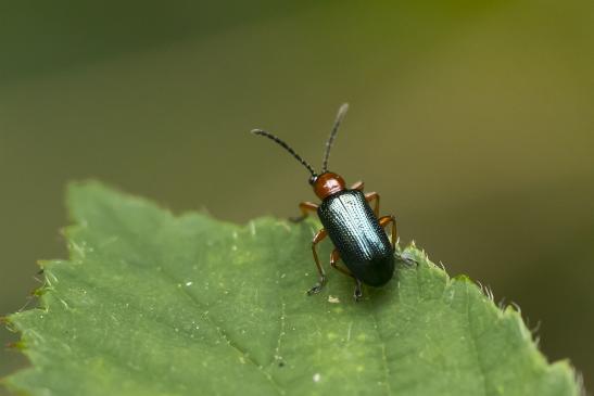 Rothalsiges Getreidehähnchen     Oulema melanopus       ( Wernigerode   Harz   August 2020 )