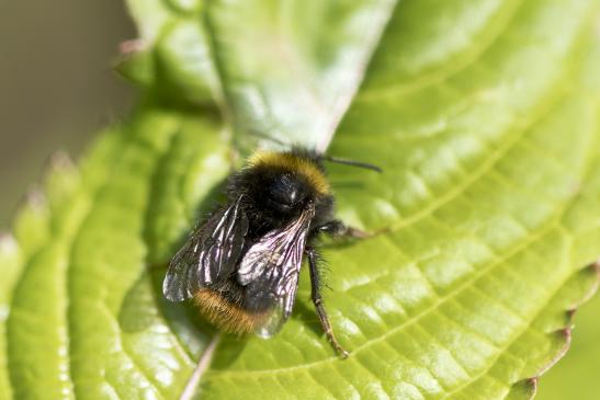 Vermutlich Bergwaldhummel      Bombus wurflenii      ( Baden - Württemberg, Mai 2022 )