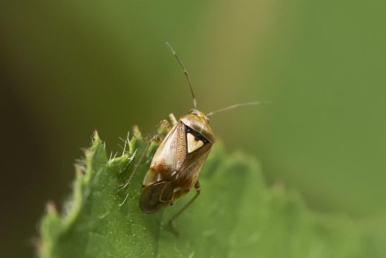 Gemeine Wiesenwanze       Lygus pratensis        ( Wernigerode   Harz   August 2020 )