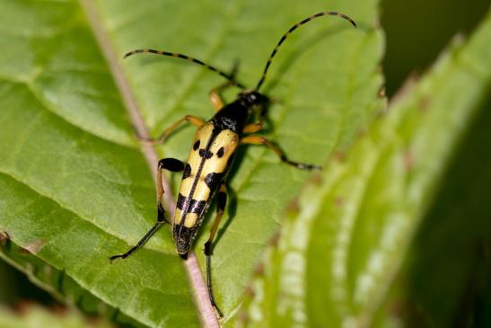 Gefleckter Schmalbock      Leptura maculata      ( Baden - Württemberg  Mai 2022 )