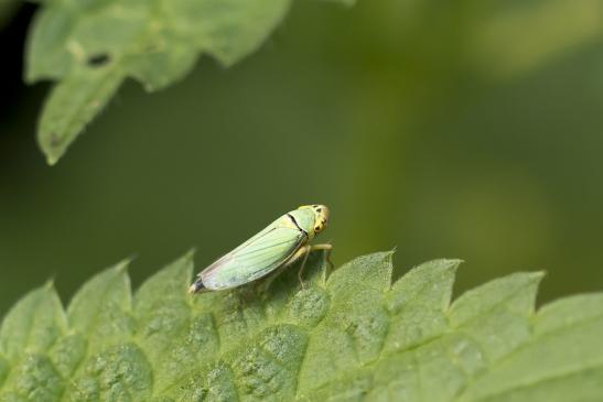 Binsenschmuckzikade       Cicadella viridis        weiblich       ( Wernigerode   Harz   August 2020 )