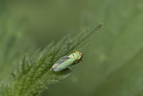 Binsenschmuckzikade       Cicadella viridis       weiblich        ( Wernigerode   Harz   August 2020 )