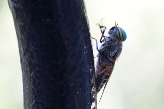 Bremse    Tabanus sp.  vermutlich Tabanus glaucopis            ( Griechenland, Peloponnes Juni 2019 )