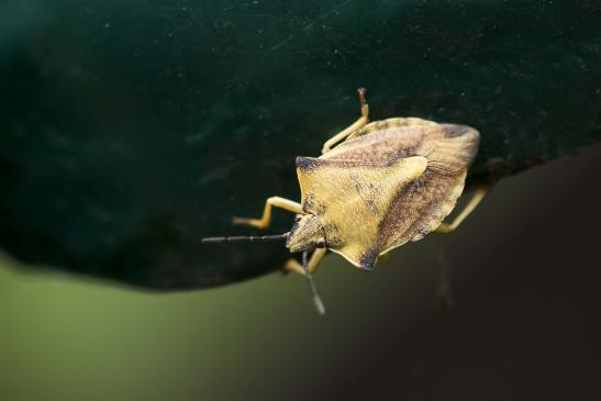 kein deutscher Name bekannt       Carpocoris pudicus   oder    Nördliche Fruchtwanze    Carpocoris fuscispinus    ( Wernigerode   Harz   August 2020 )