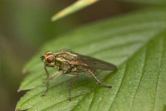 Gelbe Dungfliege       Scathophaga stercoraria       ( Wernigerode   Harz   August 2020 )