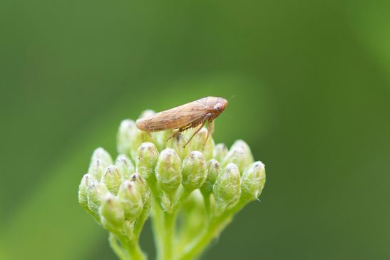 noch unbestimmt         ( Sachsen - Anhalt September 2023 )