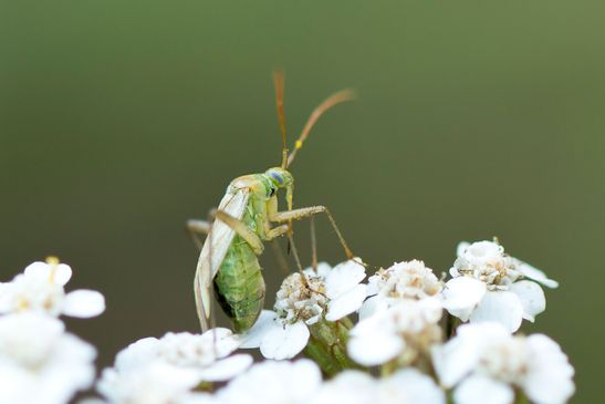Zweipunktige Wiesenwanze          Closterotomus norwegicus          ( Sachsen - Anhalt  September  2023 )