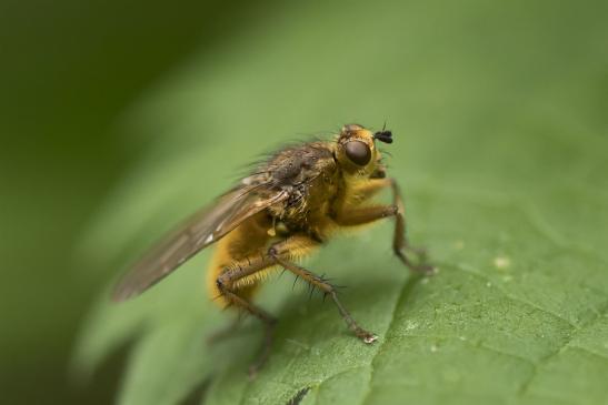 Gelbe Dungfliege       Scathophaga stercoraria       ( Wernigerode   Harz   August 2020 )