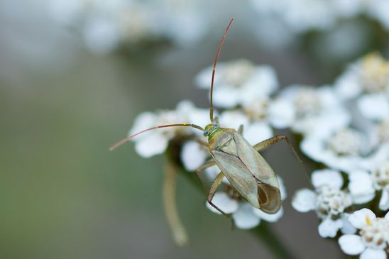 Zweipunktige Wiesenwanze          Closterotomus norwegicus         ( Sachsen - Anhalt  September  2023 )