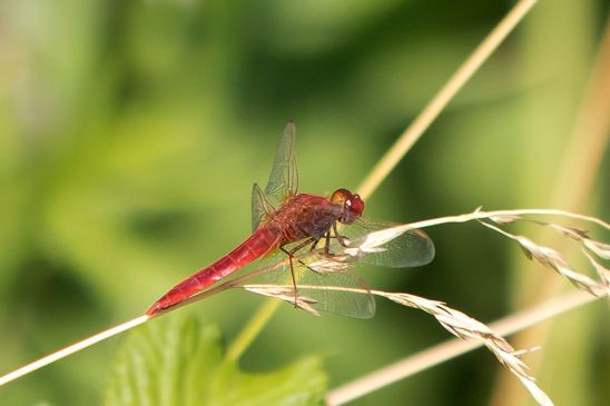 Feuerlibelle         Crocothemis erythraea          männlich          ( Baden - Württemberg Juni 2026 )