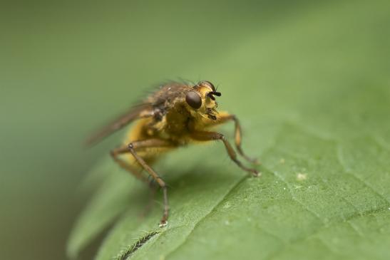 Gelbe Dungfliege       Scathophaga stercoraria        ( Wernigerode   Harz   August 2020 )