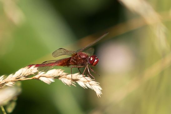 Feuerlibelle         Crocothemis erythraea          männlich          ( Baden - Württemberg Juni 2026 )