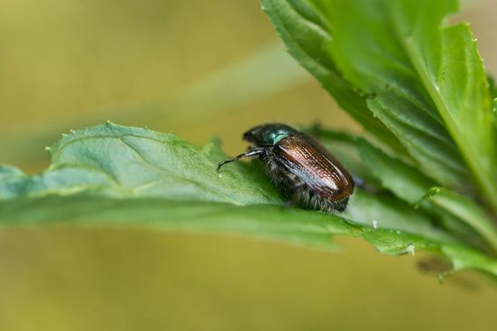 Gartenlaubkäfer         Phyllopertha horticola        ( Baden - Württemberg  Juni 2025 )