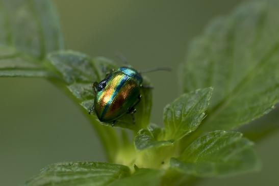 Goldglänzender Blattkäfer       Chrysolina fastuosa       ( Wernigerode   Harz   August 2020 ) 