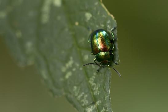 Goldglänzender Blattkäfer       Chrysolina fastuosa  ( Wernigerode   Harz   August 2020 )