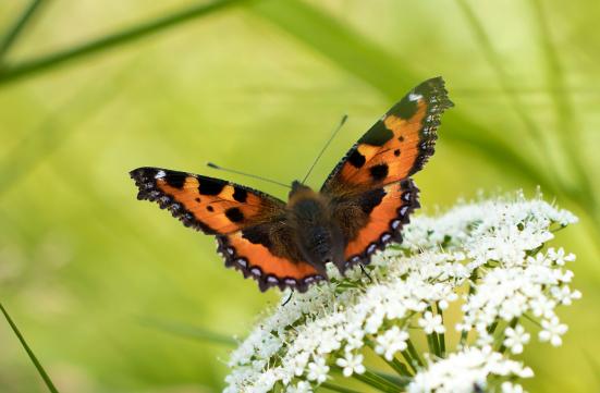 Kleiner Fuchs      Aglais urticae      ( Baden - Württemberg Mai 2022 )