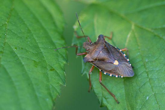 Rotbeinige Baumwanze        Pentatoma rufipes           ( Baden - Württemberg Juni 2026 )