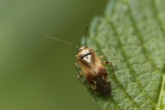 Gemeine Wiesenwanze       Lygus pratensis        ( Wernigerode   Harz   August 2020 )