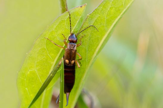 Ohrwurm           ( Sachsen - Anhalt September  2023 )