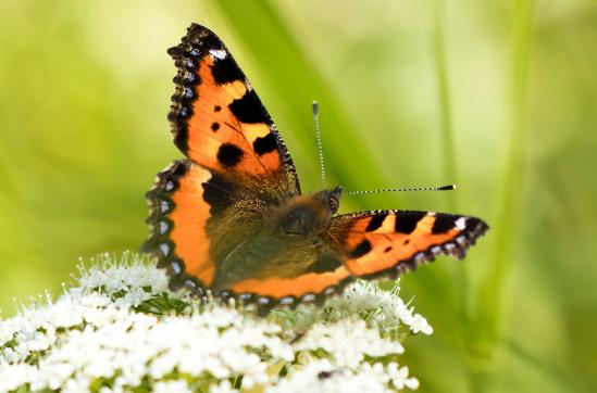 Kleiner Fuchs      Aglais urticae      ( Baden - Württemberg Mai 2022 )