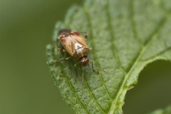 Gemeine Wiesenwanze       Lygus pratensis        ( Wernigerode   Harz   August 2020 )