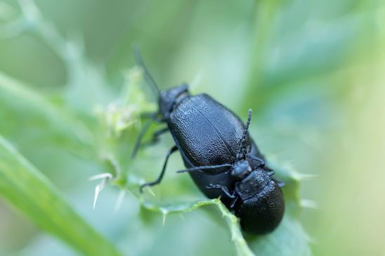 Rainfarn - Blattkäfer       Galeruca tanaceti         ( Sachsen - Anhalt  September  2023 )