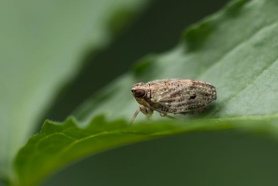 Echte Käferzikade       Issus coleoptratus                 ( Baden - Württemberg Juni 2025 )