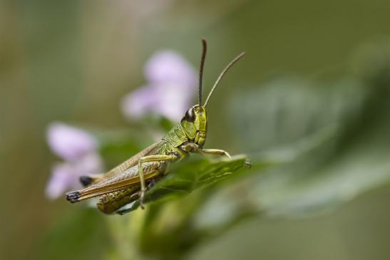 Gemeiner Grashüpfer     Pseudochorthippus parallelus       ( Wernigerode   Harz   August 2020 )