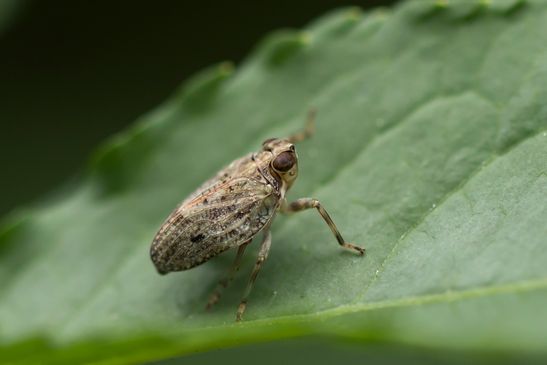 Echte Käferzikade       Issus coleoptratus                 ( Baden - Württemberg Juni 2025 )