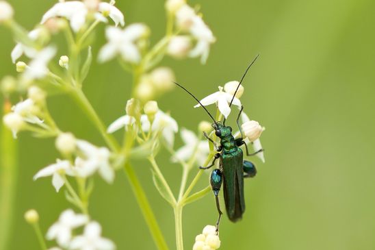 Grüner Scheinbockkäfer         Oedemera nobilis         ( Baden Württemberg Mai 2022 )
