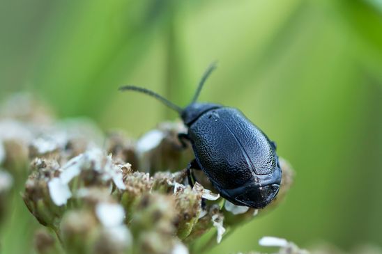 Rainfarn - Blattkäfer       Galeruca tanaceti       männlich         ( Sachsen - Anhalt  September  2023 )