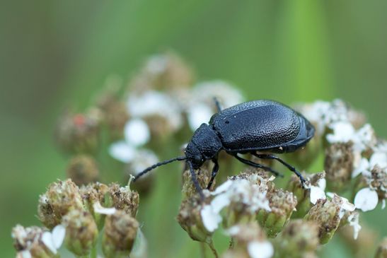Rainfarn - Blattkäfer       Galeruca tanaceti       männlich         ( Sachsen - Anhalt  September  2023 )