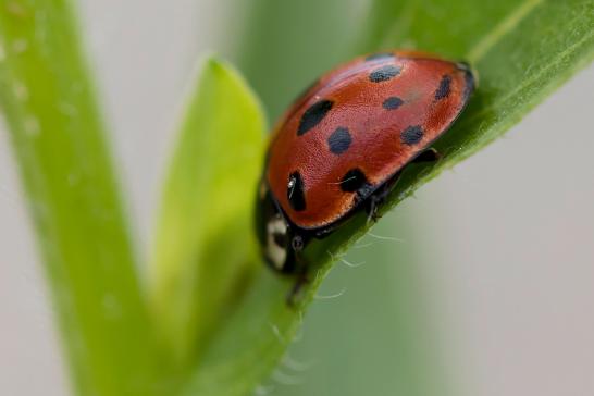 Augenmarienkäfer      Anatis ocellata      ( Baden - Württemberg Mai 2022 )