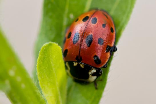 Augenmarienkäfer      Anatis ocellata      ( Baden - Württemberg Mai 2022 )