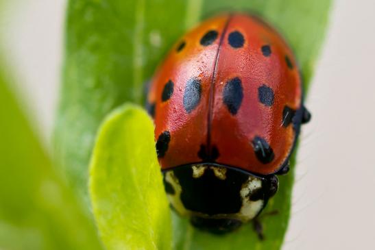 Augenmarienkäfer      Anatis ocellata      ( Baden - Württemberg Mai 2022 )