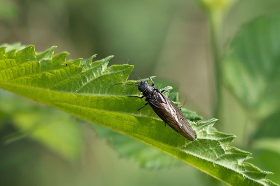 Schlammfliege,  Gemeine Wasserflorfliege     Sialis lutaria          ( Baden - Württemberg Mai 2022 )
