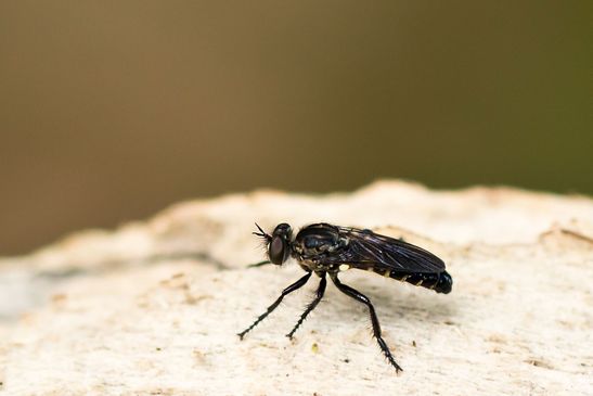 Kleine Makelfliege        Cyrtopogon lateralis         ( Baden - Würtemberg Juni 2025 )