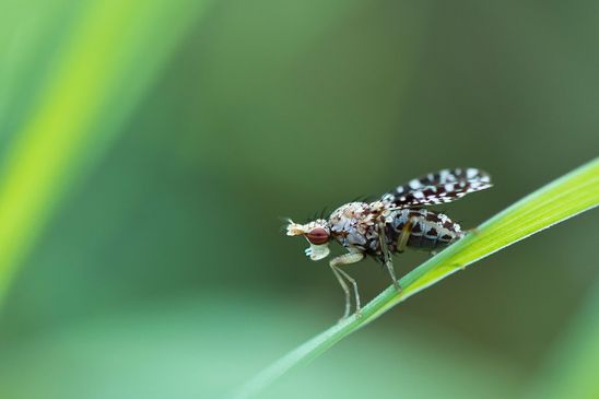 Gepunktete Hornfliege         Trypetoptera punctulata          ( Sachsen - Anhalt September 2023 ) 